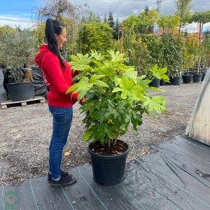 Fatsia japonská (Fatsia Japonica) - výška: 100+ cm, kont. C45L